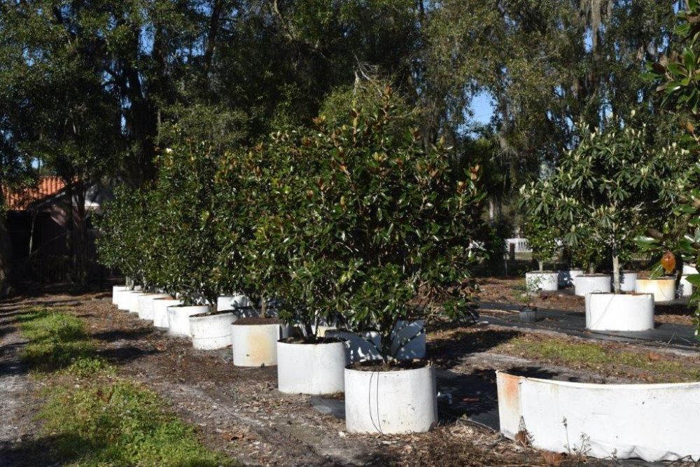 magnolia-grandiflora-little-gem-southern-magnolia-little-gem-southern-magnolia