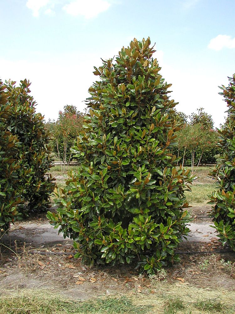 magnolia-grandiflora-little-gem-southern-magnolia-little-gem-southern-magnolia