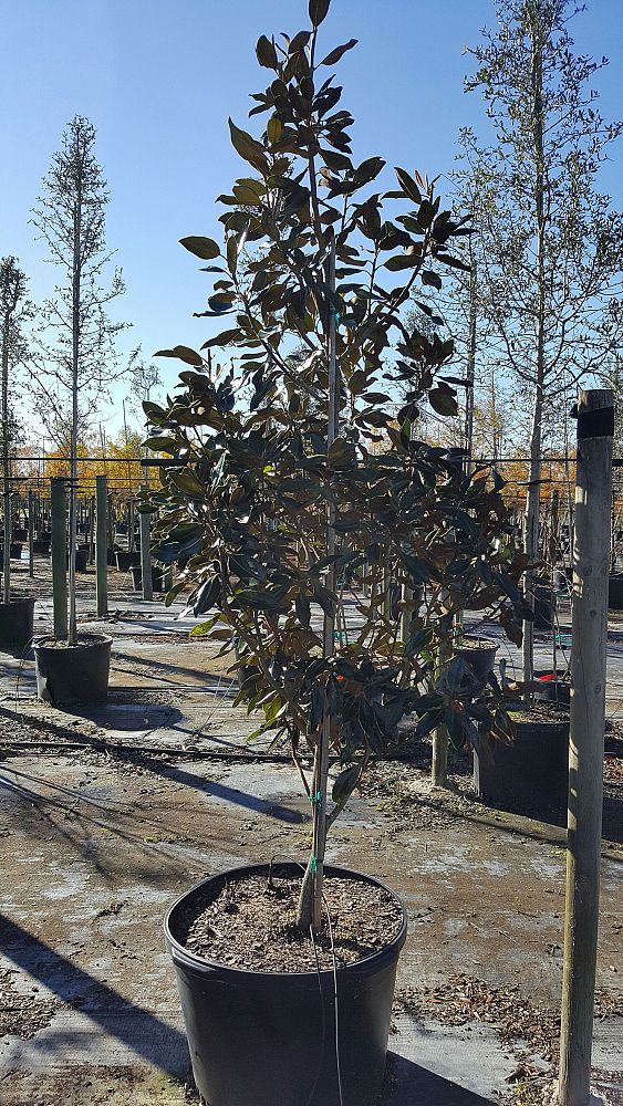 magnolia-grandiflora-little-gem-southern-magnolia-little-gem-southern-magnolia