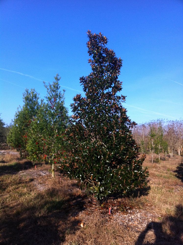 magnolia-grandiflora-little-gem-southern-magnolia-little-gem-southern-magnolia
