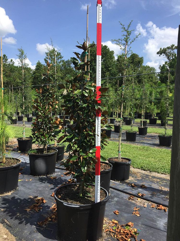 magnolia-grandiflora-little-gem-southern-magnolia-little-gem-southern-magnolia
