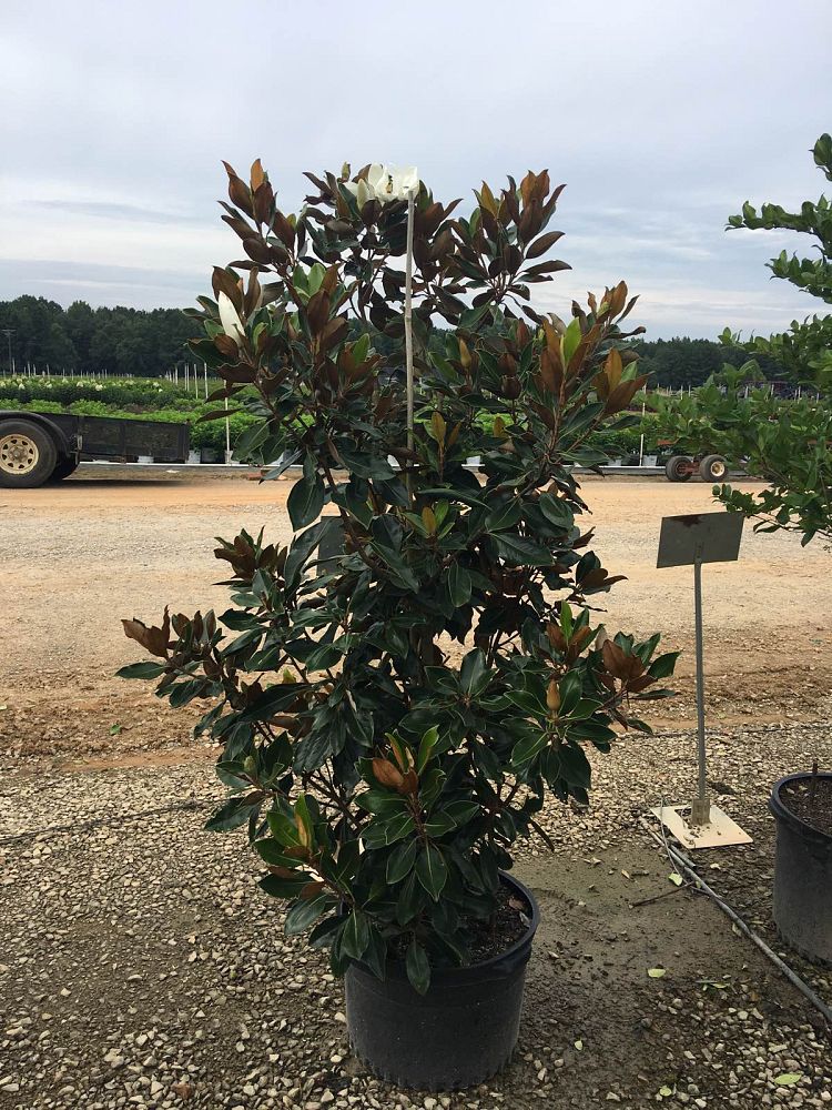 magnolia-grandiflora-little-gem-southern-magnolia-little-gem-southern-magnolia