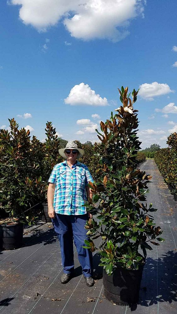 magnolia-grandiflora-little-gem-southern-magnolia-little-gem-southern-magnolia