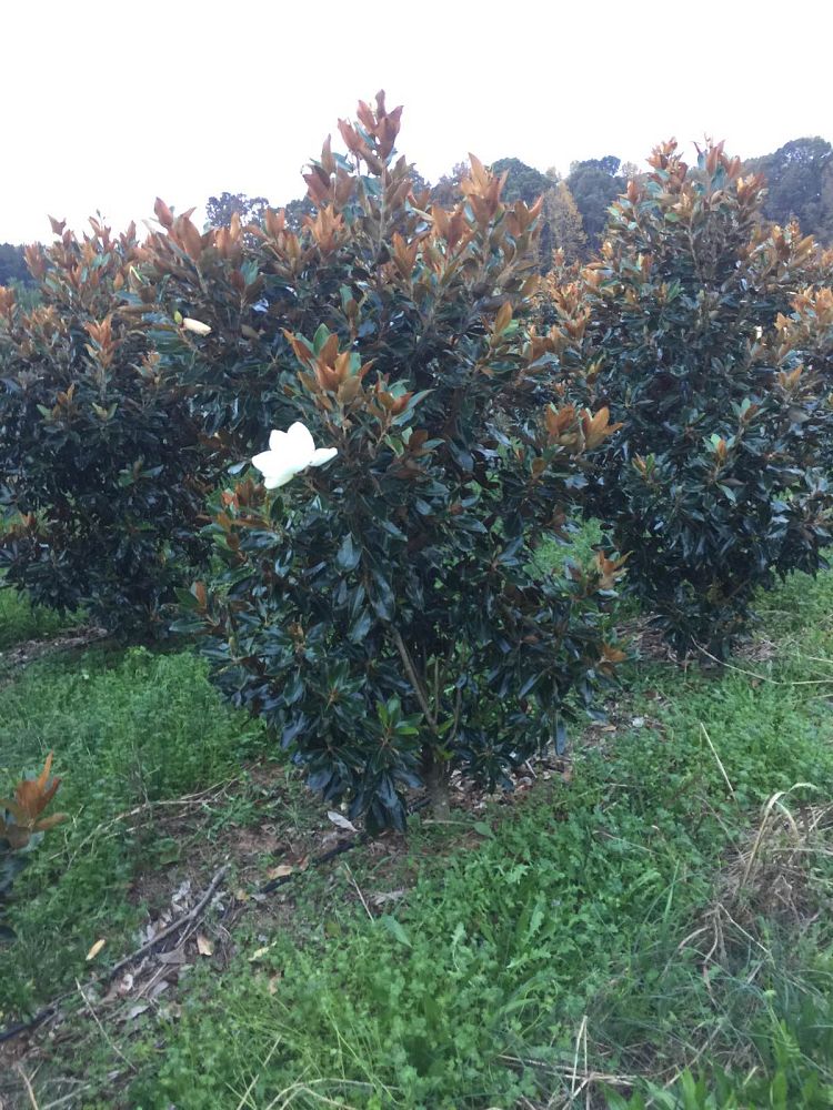 magnolia-grandiflora-little-gem-southern-magnolia-little-gem-southern-magnolia