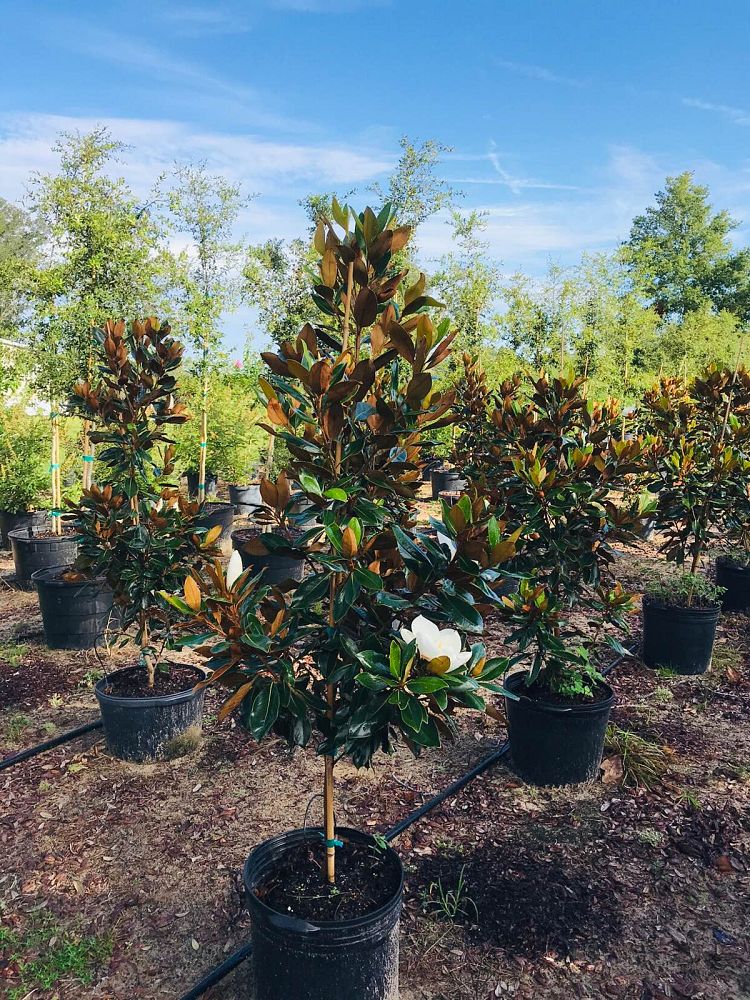 magnolia-grandiflora-little-gem-southern-magnolia-little-gem-southern-magnolia