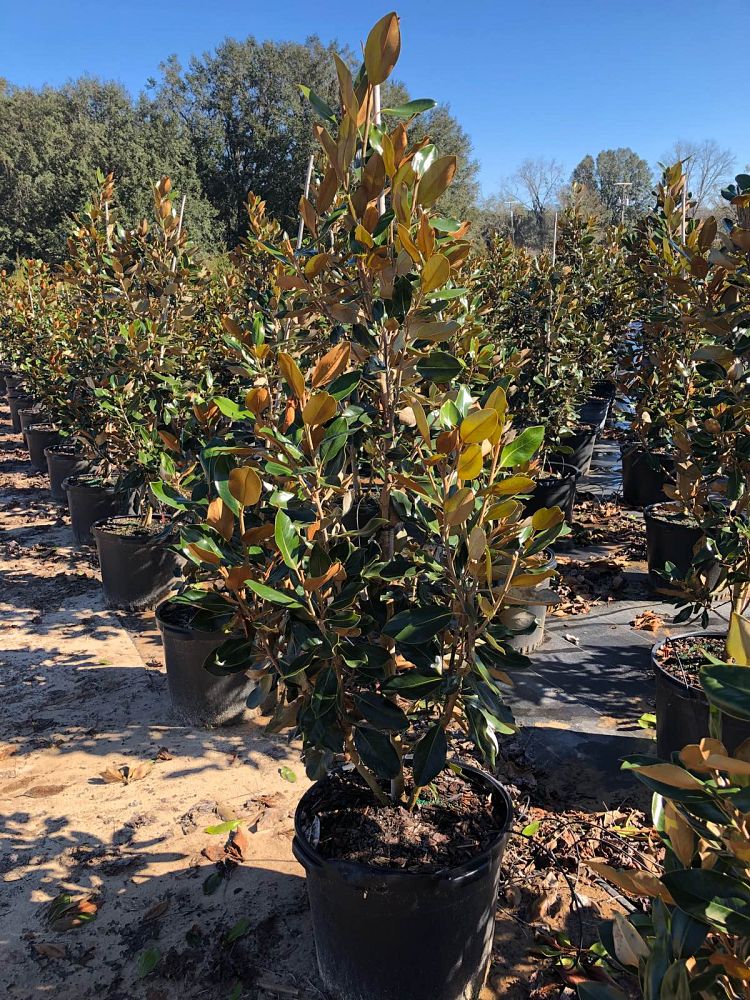magnolia-grandiflora-little-gem-southern-magnolia-little-gem-southern-magnolia