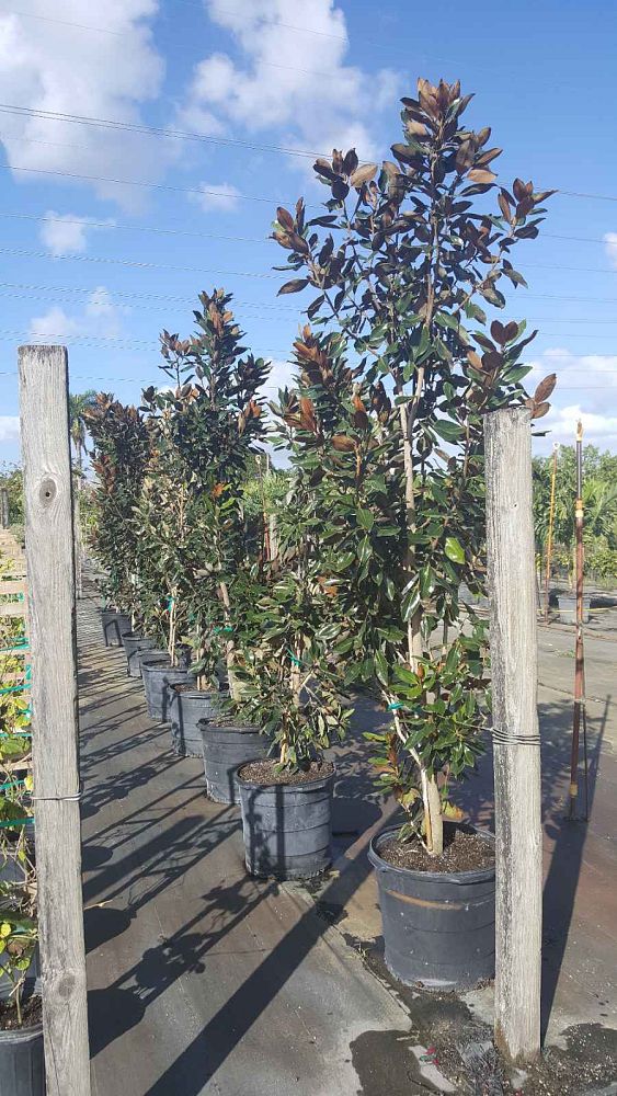 magnolia-grandiflora-little-gem-southern-magnolia-little-gem-southern-magnolia
