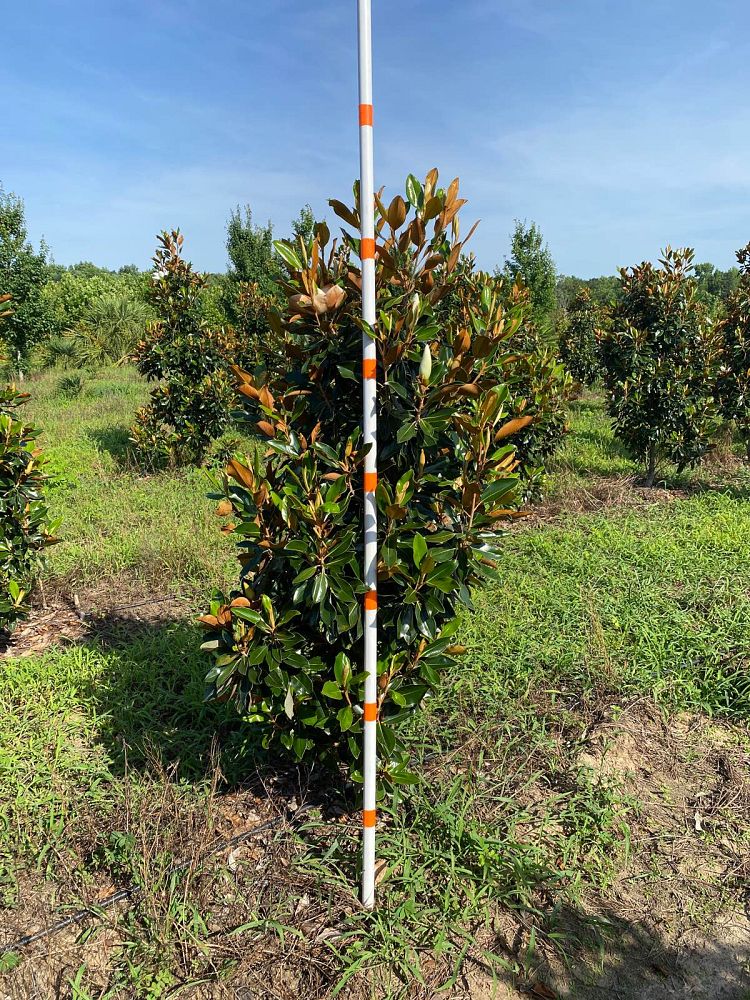 magnolia-grandiflora-little-gem-southern-magnolia-little-gem-southern-magnolia