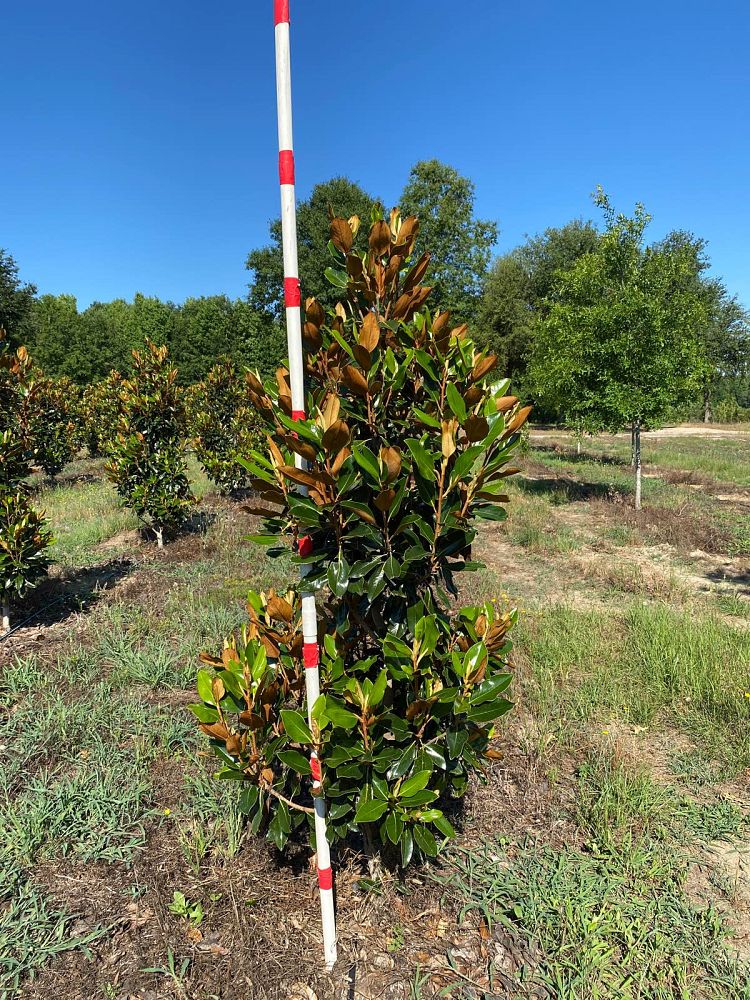 magnolia-grandiflora-little-gem-southern-magnolia-little-gem-southern-magnolia