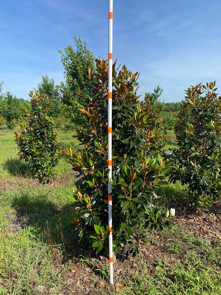 magnolia-grandiflora-little-gem-southern-magnolia-little-gem-southern-magnolia