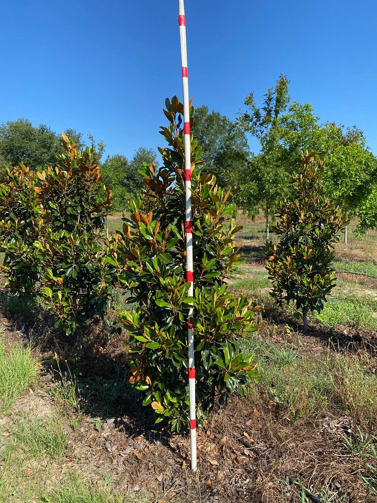 magnolia-grandiflora-little-gem-southern-magnolia-little-gem-southern-magnolia