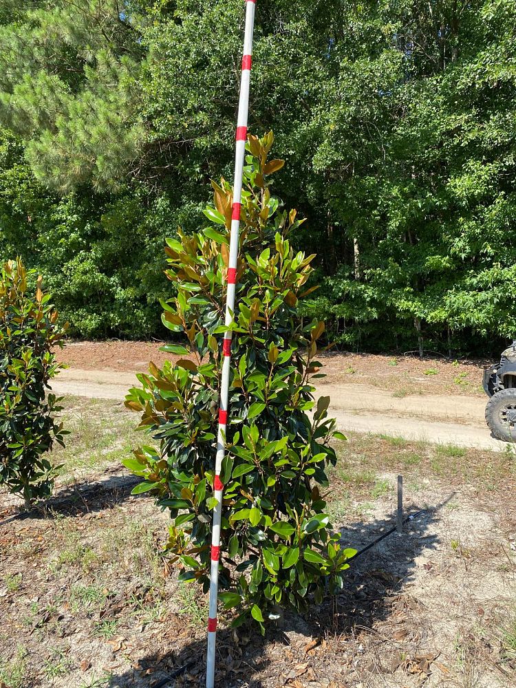 magnolia-grandiflora-little-gem-southern-magnolia-little-gem-southern-magnolia