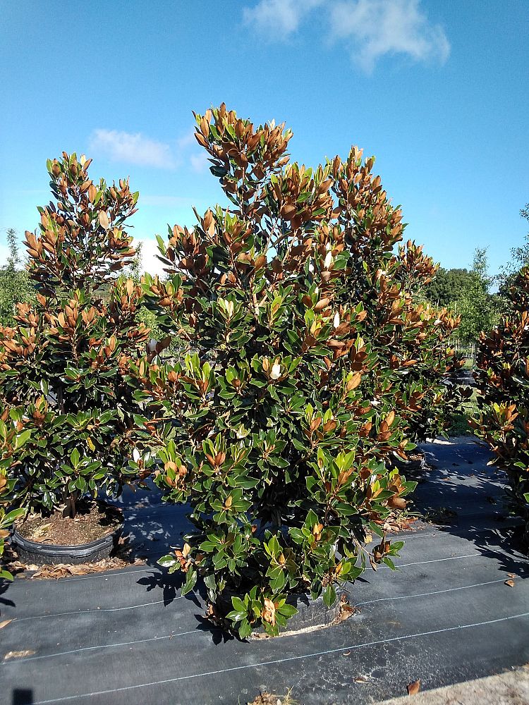 magnolia-grandiflora-little-gem-southern-magnolia-little-gem-southern-magnolia