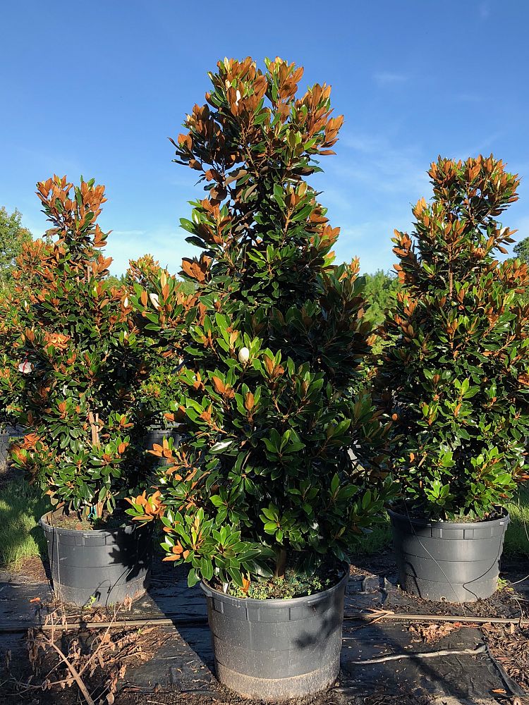 magnolia-grandiflora-little-gem-southern-magnolia-little-gem-southern-magnolia