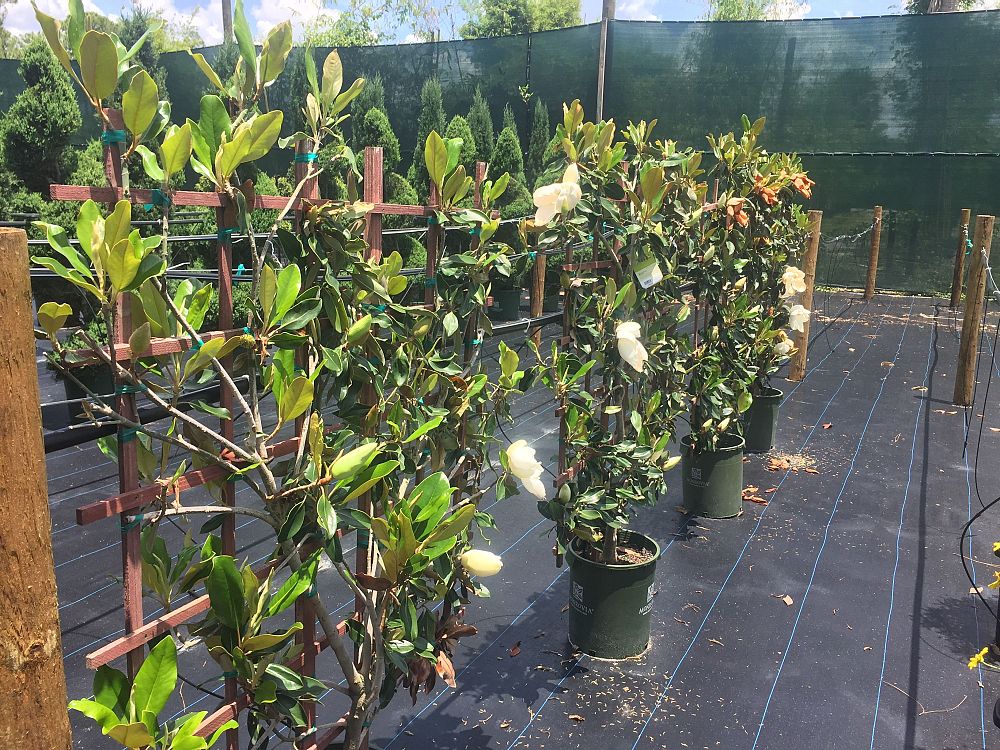 magnolia-grandiflora-little-gem-southern-magnolia-little-gem-southern-magnolia
