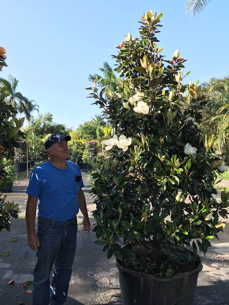 magnolia-grandiflora-little-gem-southern-magnolia-little-gem-southern-magnolia