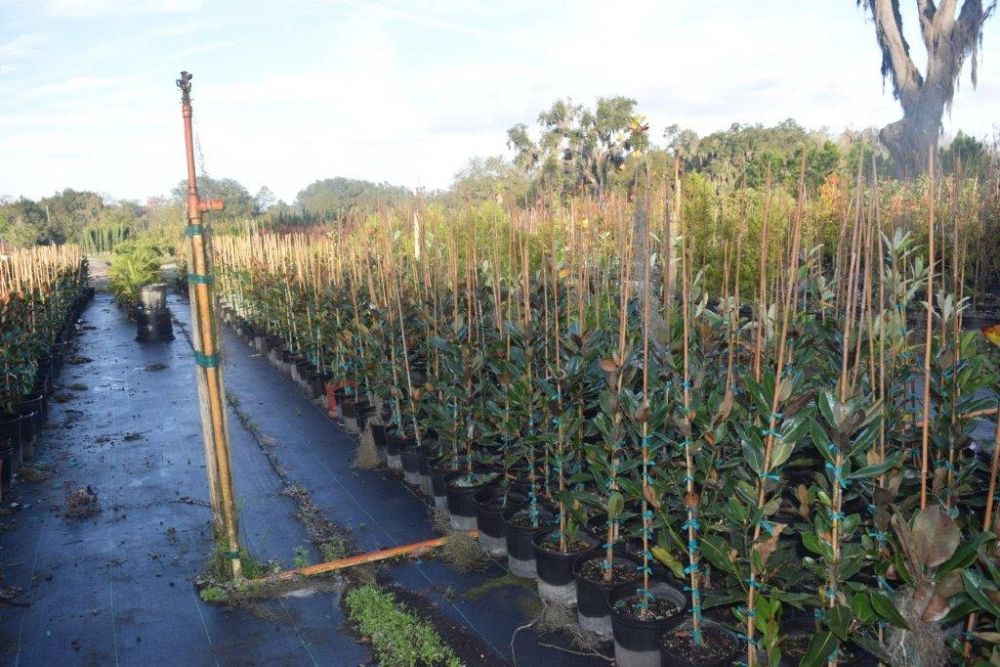 magnolia-grandiflora-little-gem-southern-magnolia-little-gem-southern-magnolia
