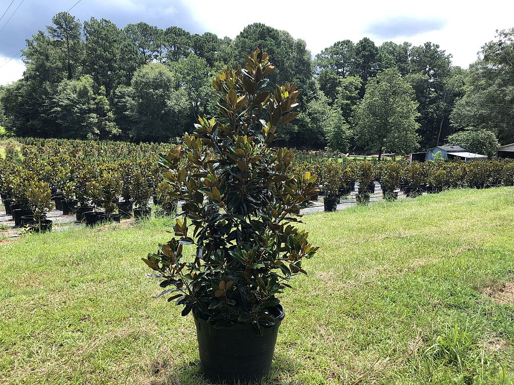 magnolia-grandiflora-little-gem-southern-magnolia-little-gem-southern-magnolia