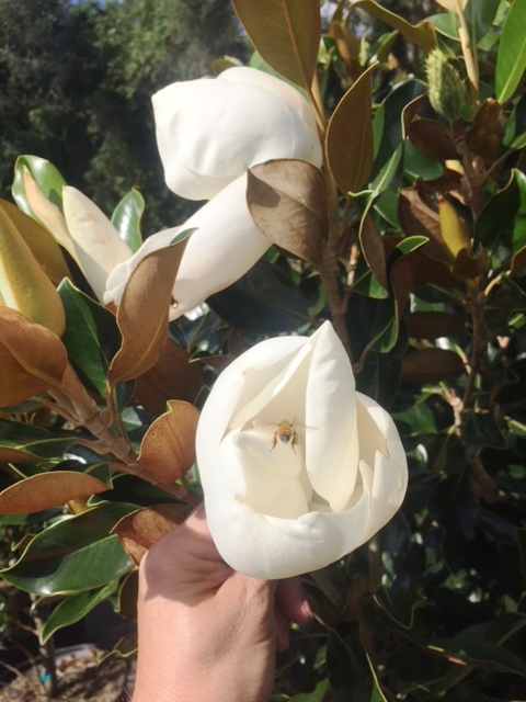 magnolia-grandiflora-little-gem-southern-magnolia-little-gem-southern-magnolia