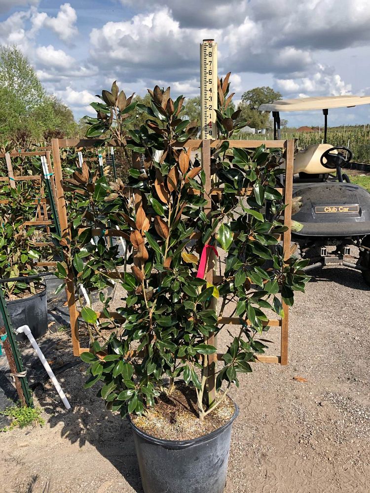 magnolia-grandiflora-little-gem-southern-magnolia-little-gem-southern-magnolia