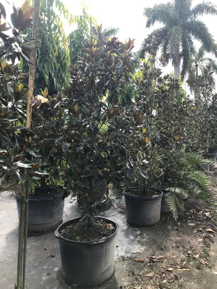 magnolia-grandiflora-little-gem-southern-magnolia-little-gem-southern-magnolia
