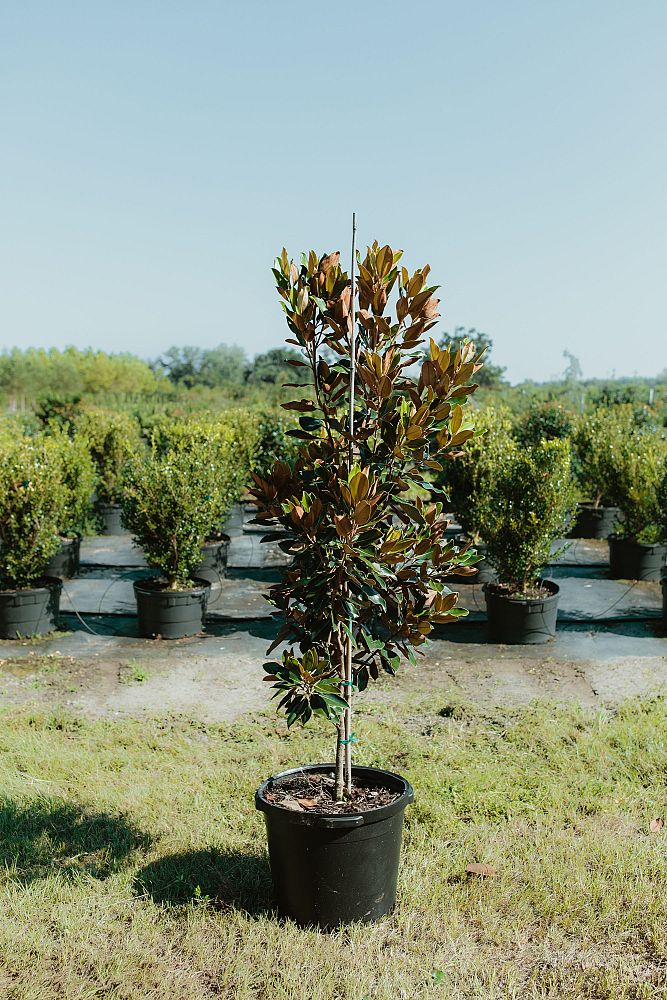 magnolia-grandiflora-little-gem-southern-magnolia-little-gem-southern-magnolia