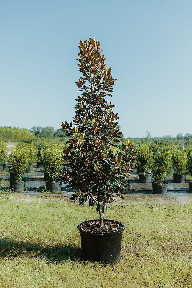 magnolia-grandiflora-little-gem-southern-magnolia-little-gem-southern-magnolia