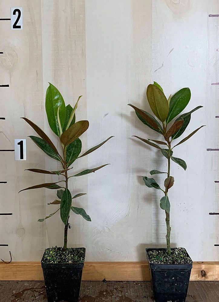 magnolia-grandiflora-little-gem-southern-magnolia-little-gem-southern-magnolia