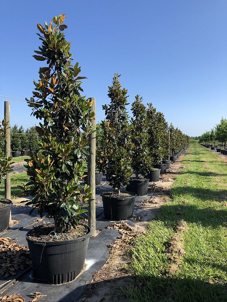 magnolia-grandiflora-little-gem-southern-magnolia-little-gem-southern-magnolia