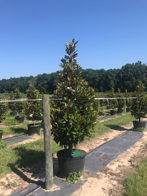 magnolia-grandiflora-little-gem-southern-magnolia-little-gem-southern-magnolia