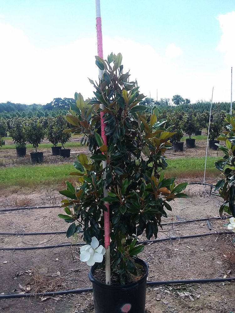 magnolia-grandiflora-little-gem-southern-magnolia-little-gem-southern-magnolia