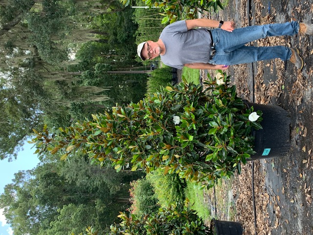 magnolia-grandiflora-little-gem-southern-magnolia-little-gem-southern-magnolia