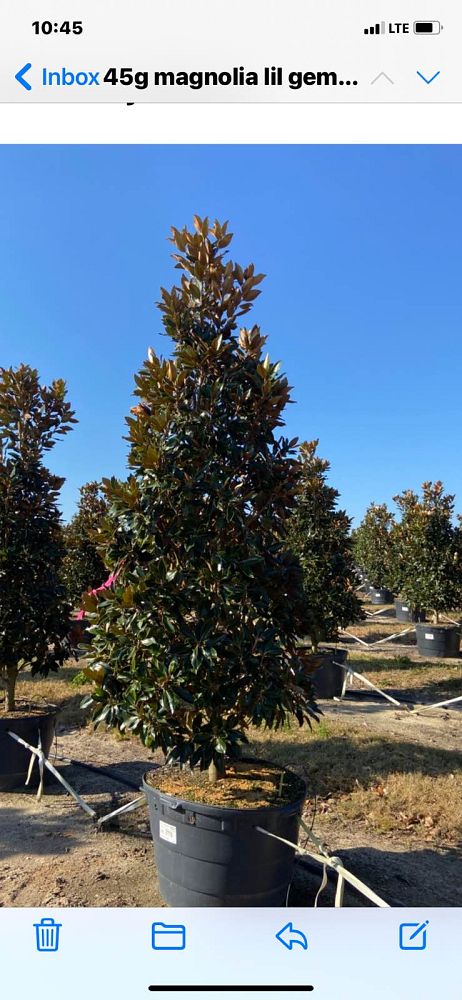 magnolia-grandiflora-little-gem-southern-magnolia-little-gem-southern-magnolia