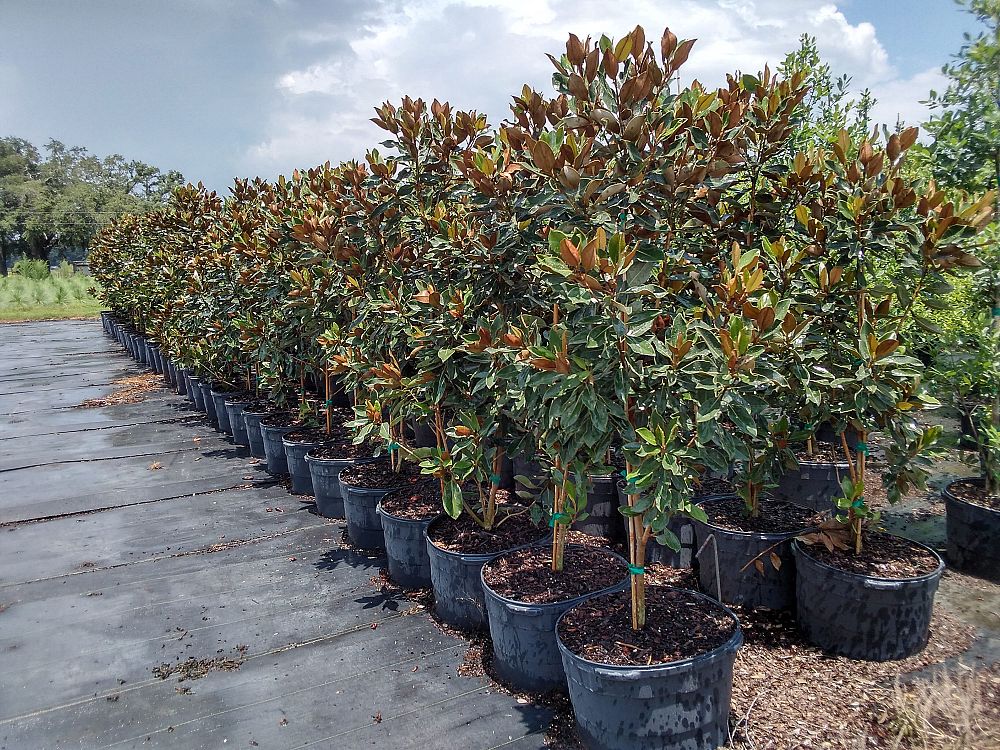 magnolia-grandiflora-little-gem-southern-magnolia-little-gem-southern-magnolia