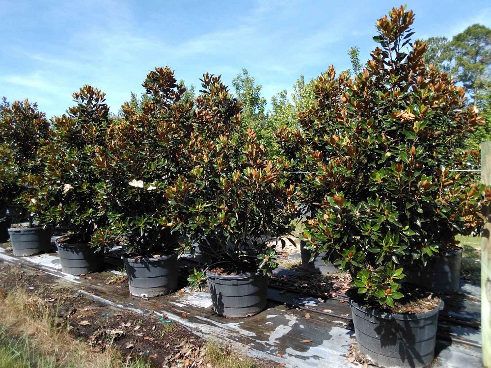magnolia-grandiflora-little-gem-southern-magnolia-little-gem-southern-magnolia