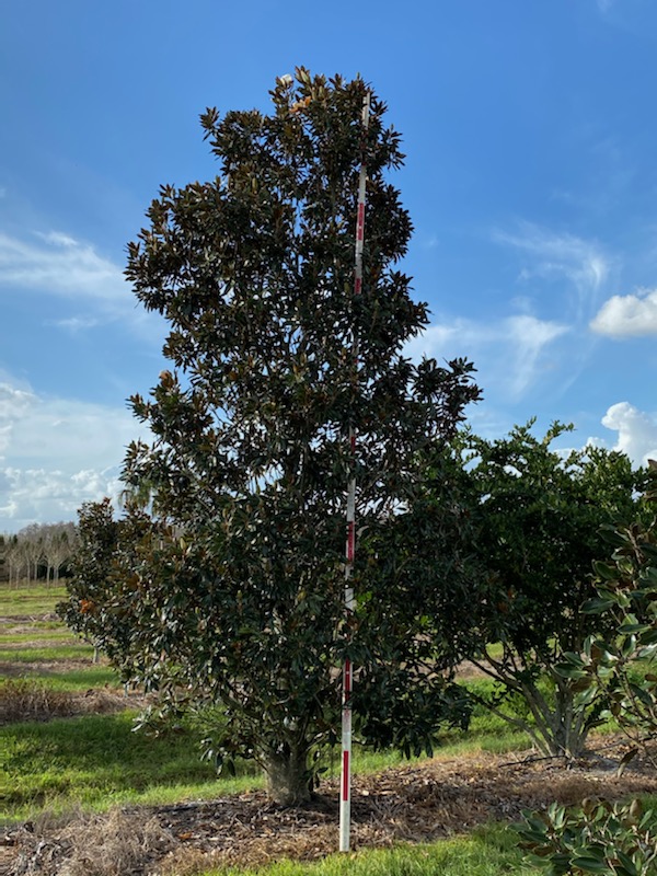 magnolia-grandiflora-little-gem-southern-magnolia-little-gem-southern-magnolia