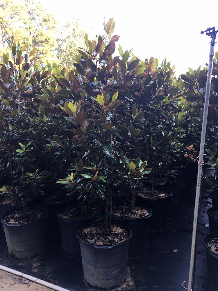 magnolia-grandiflora-little-gem-southern-magnolia-little-gem-southern-magnolia