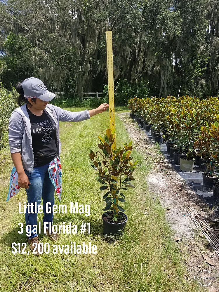 magnolia-grandiflora-little-gem-southern-magnolia-little-gem-southern-magnolia