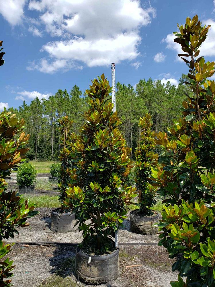 magnolia-grandiflora-little-gem-southern-magnolia-little-gem-southern-magnolia