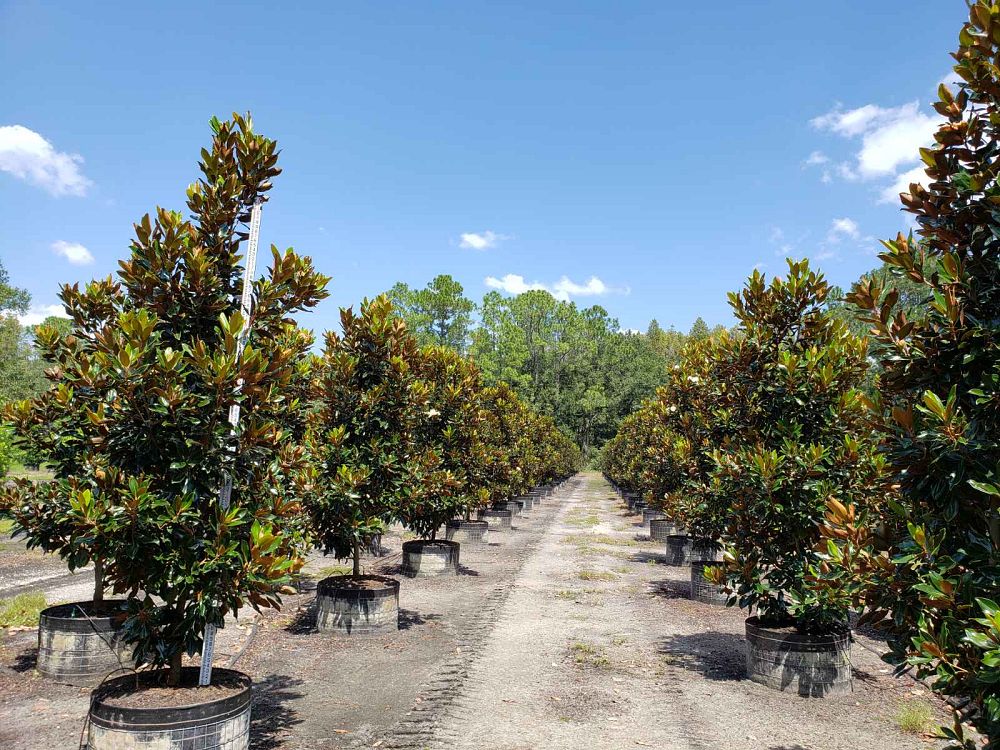 magnolia-grandiflora-little-gem-southern-magnolia-little-gem-southern-magnolia