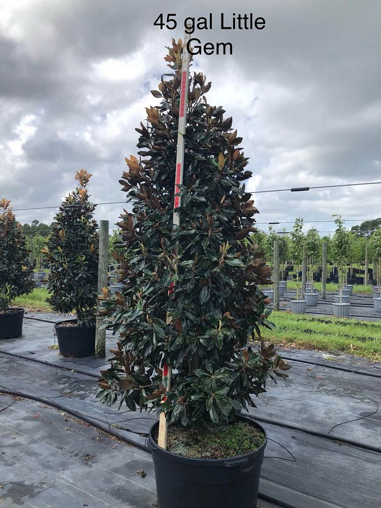 magnolia-grandiflora-little-gem-southern-magnolia-little-gem-southern-magnolia