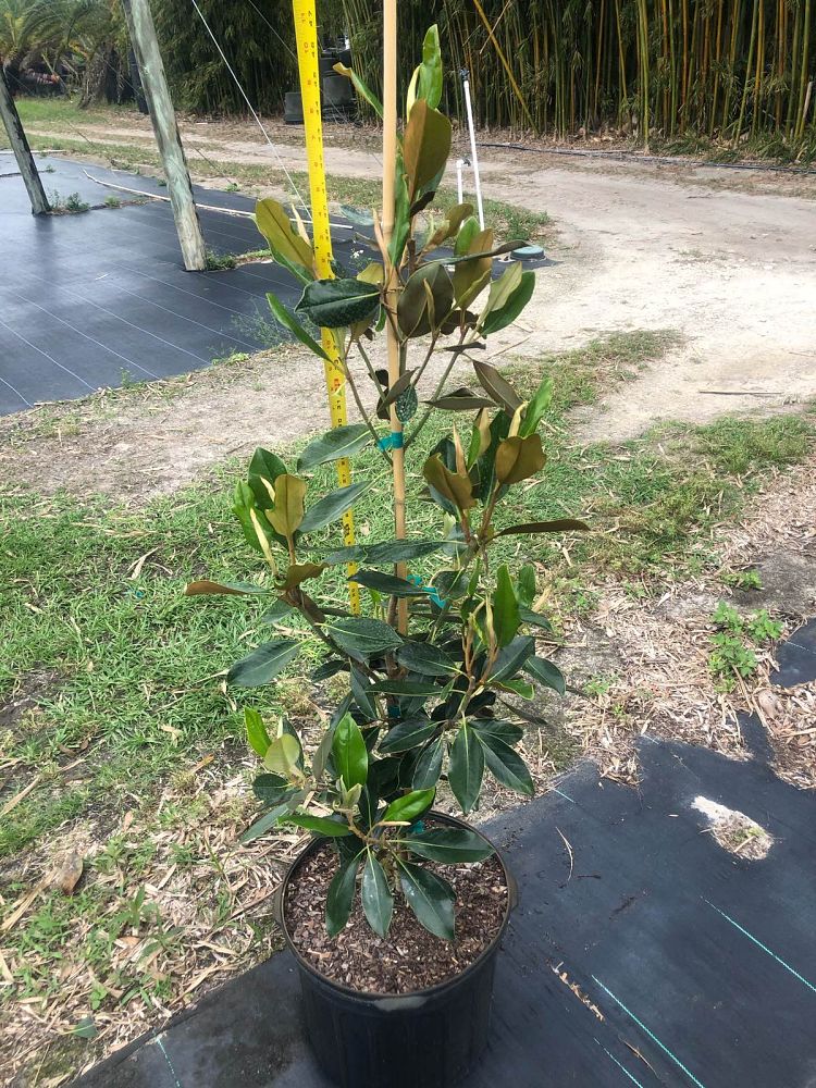 magnolia-grandiflora-little-gem-southern-magnolia-little-gem-southern-magnolia