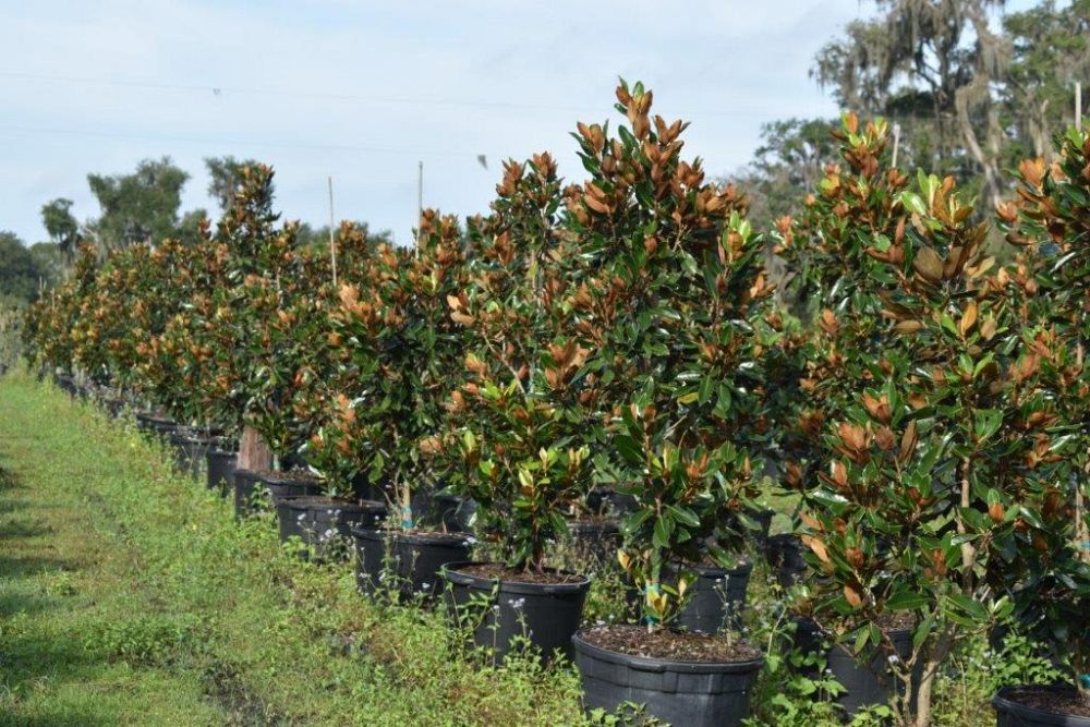 magnolia-grandiflora-little-gem-southern-magnolia-little-gem-southern-magnolia
