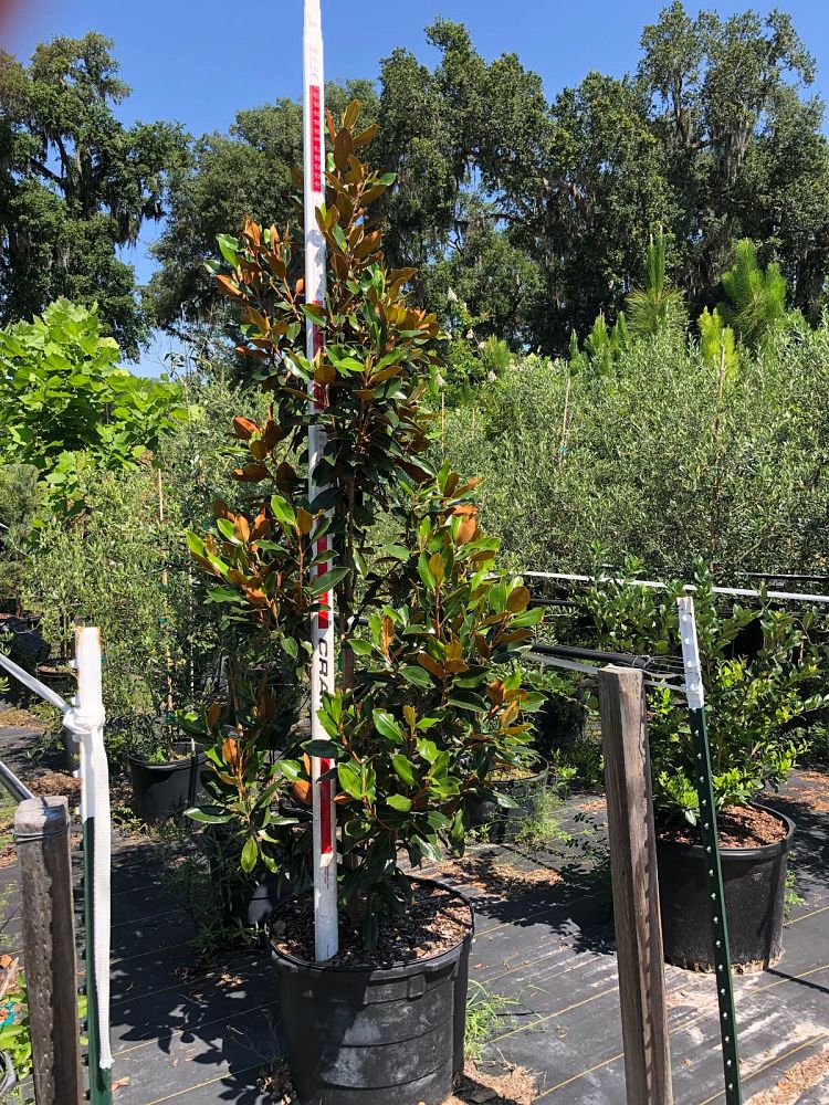 magnolia-grandiflora-little-gem-southern-magnolia-little-gem-southern-magnolia