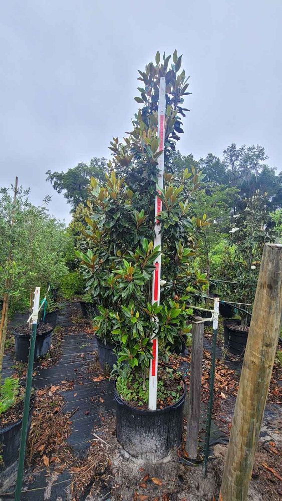 magnolia-grandiflora-little-gem-southern-magnolia-little-gem-southern-magnolia