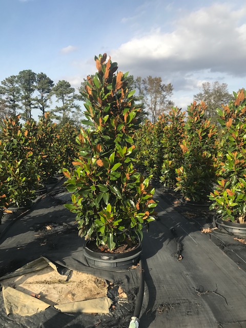 magnolia-grandiflora-little-gem-southern-magnolia-little-gem-southern-magnolia