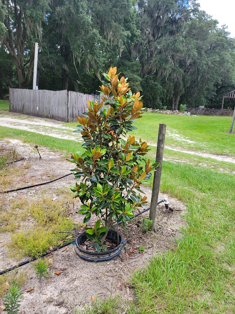 magnolia-grandiflora-little-gem-southern-magnolia-little-gem-southern-magnolia