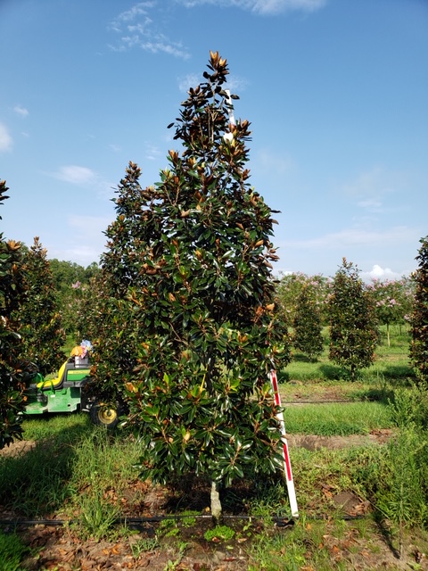 magnolia-grandiflora-little-gem-southern-magnolia-little-gem-southern-magnolia