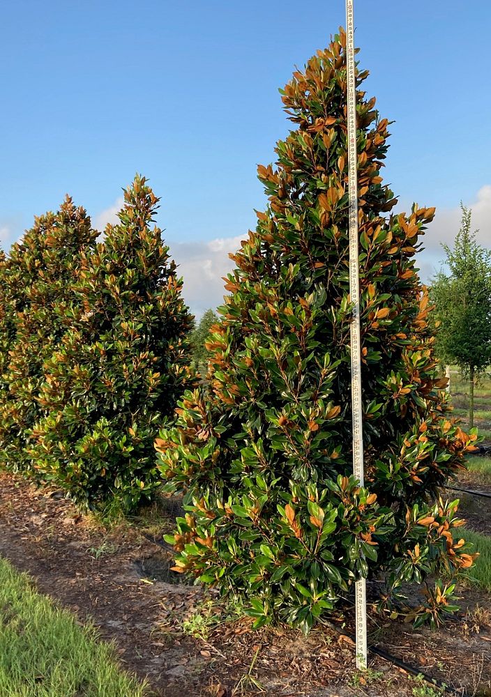 magnolia-grandiflora-little-gem-southern-magnolia-little-gem-southern-magnolia