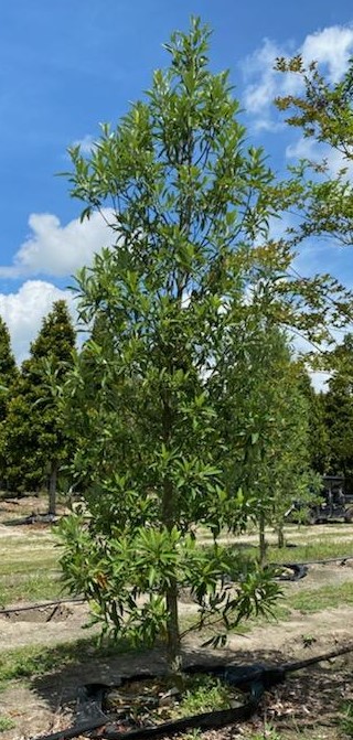 magnolia-grandiflora-little-gem-southern-magnolia-little-gem-southern-magnolia